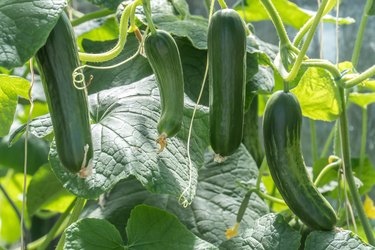 Zucchini plants with fruit and leaves