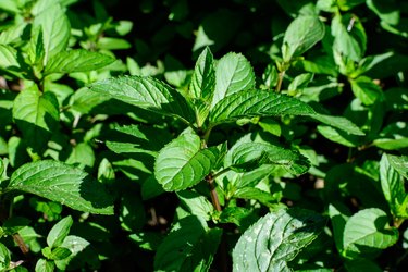 Fresh green peppermint or mentha × piperita, also known as Mentha balsamea leaves in direct sunlight, in an organic herbs garden, in a sunny summer day