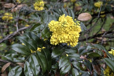 Oregon grape blossoms on a branch, as an example of a plant that contains berberine