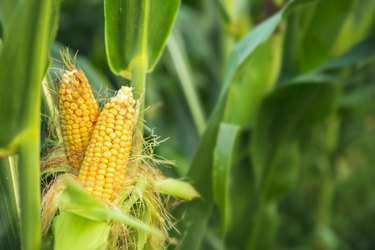 GMO corn growing in a field.