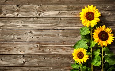 sunflowers on wooden board backgrouns