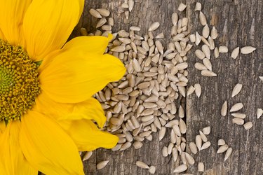 omega-6 rich sunflower seeds