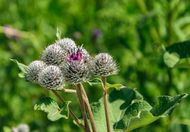 Medicinal herb burdock , blooming pink large burdock closeup on a green background.