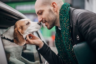 Beagle saying hello to a man