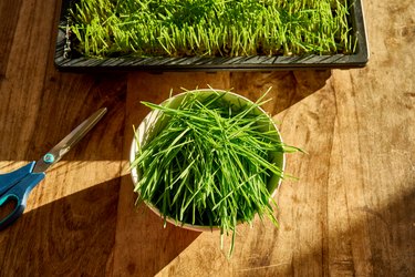 A fresh crop of home made Wheatgrass ready to drink