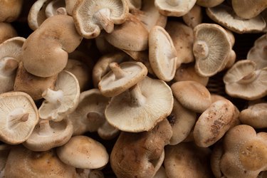 A pile of edible Japanese shiitake mushrooms from California Dragon Mushrooms, used to make Costco shiitake mushroom snack chips