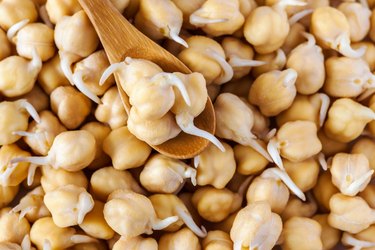 germinated chickpeas in a spoon