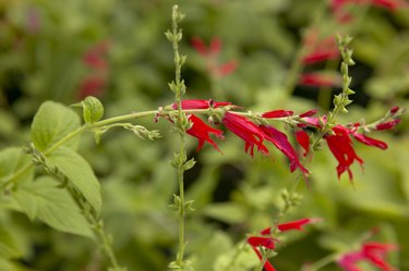 Pineapple Sage Herb