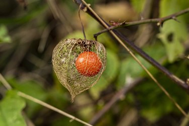 Chinese lantern berry (Physalis alkekengi) hanging in plant