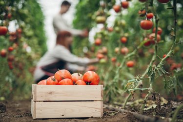 nutritious tomatoes freshly harvested from the vine