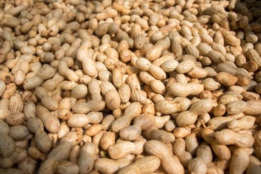 A close-up shot of peanuts still in their shell, one of the best foods for people with gout