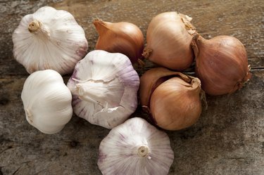 Fresh raw whole garlic bulbs and onions, as a toothache remedy