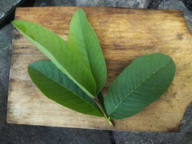 fresh green guava leaves on wooden surface, as a toothache remedy