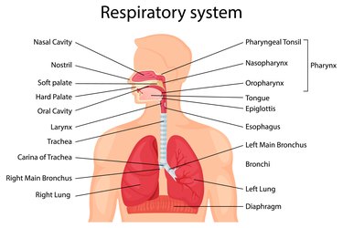 Cartoon diagram of human respiratory system with description of the corresponding parts. Anatomical vector illustration in flat style isolated over white background.