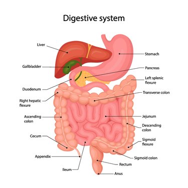 Cartoon diagram of the human digestive system with a description of the corresponding internal parts on white background