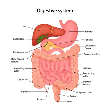 CrossFit  The Gastrointestinal System: The Large Intestine