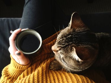 overhead photo of person holding coffee mug on sofa with cat