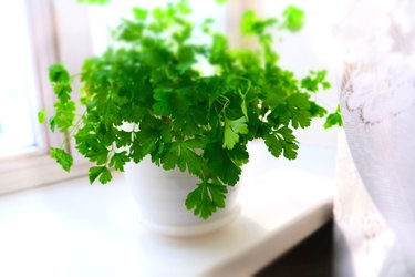 Selective Focus Growing herbs on the windowsill. Young sprouts of parsley  in a pot on a white windowsill.