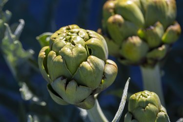 Fresh green artichokes growing in a formal garden