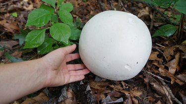 a close up photo of a hand touching a Giant white Puffball Mushroom Growing on the Ground next to a leafy green plant