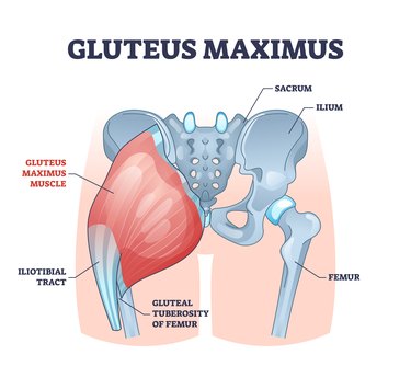 Labeled diagram of gluteus maximus anatomy.