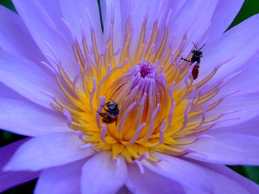 Nutrition of Honeycomb Beeswax