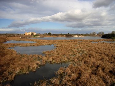 Image of wetlands with brown grass, clouds in the sky and a house in the distance
