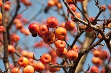 crab apple tree