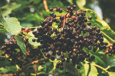 a close up of dark purple and black elderberries growing on a Sambucus tree outside