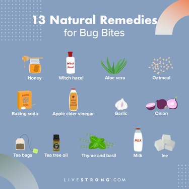 An illustration of all the natural remedies for bug bites, against a blue background