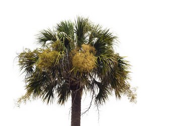 Flowering Palmetto Tree Against A White Background