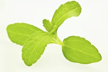 Stevia