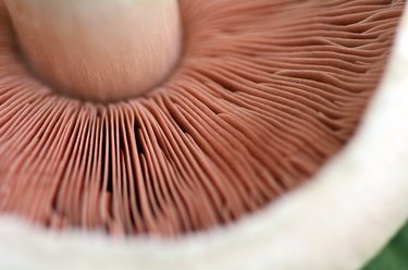 Portobello mushroom macro