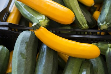 Close-up of Zucchini vegetable, Kenora, Ontario, Canada