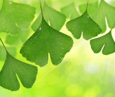 ginkgo biloba leaf