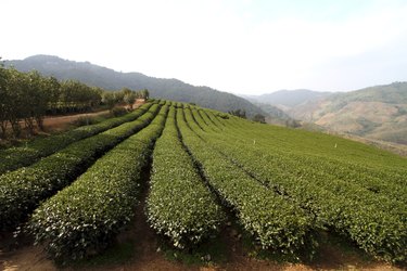 tea plantation