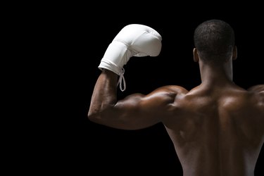 Rear view of a boxer