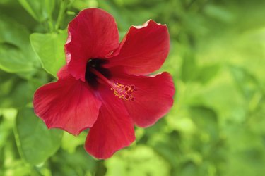 Red hibiscus