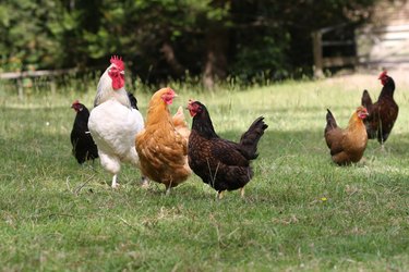 Free-range chickens in farm yard