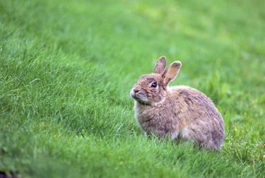 Rabbit in a field 