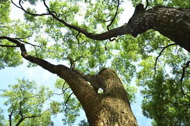 Look up at lush foliage camphor trees