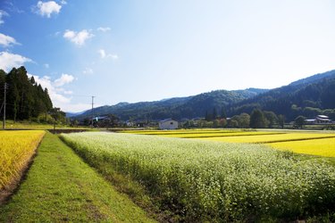 日本本州，长野县，荞麦和稻田