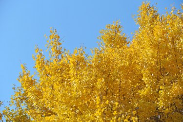 Ginkgo and blue sky