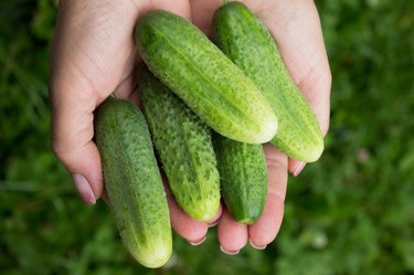cucumbers on woman hands. fresh vegetables in garden