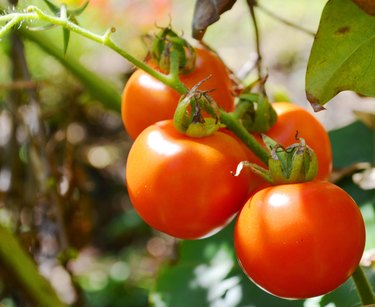 Fresh tomatoes