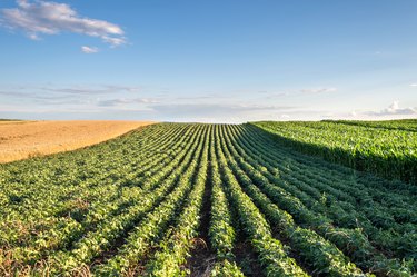 Soybean Field