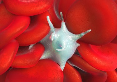 red blood cells,activated platelet and white blood cells