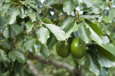 Avocado tree