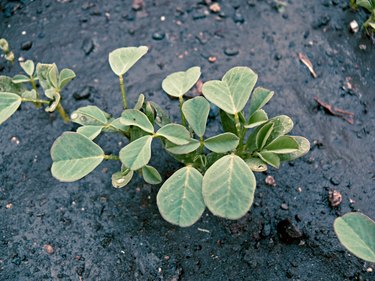 Plant of Fenugreek