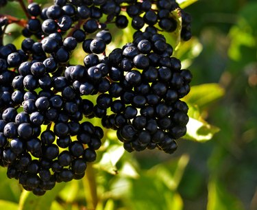 Elderberry